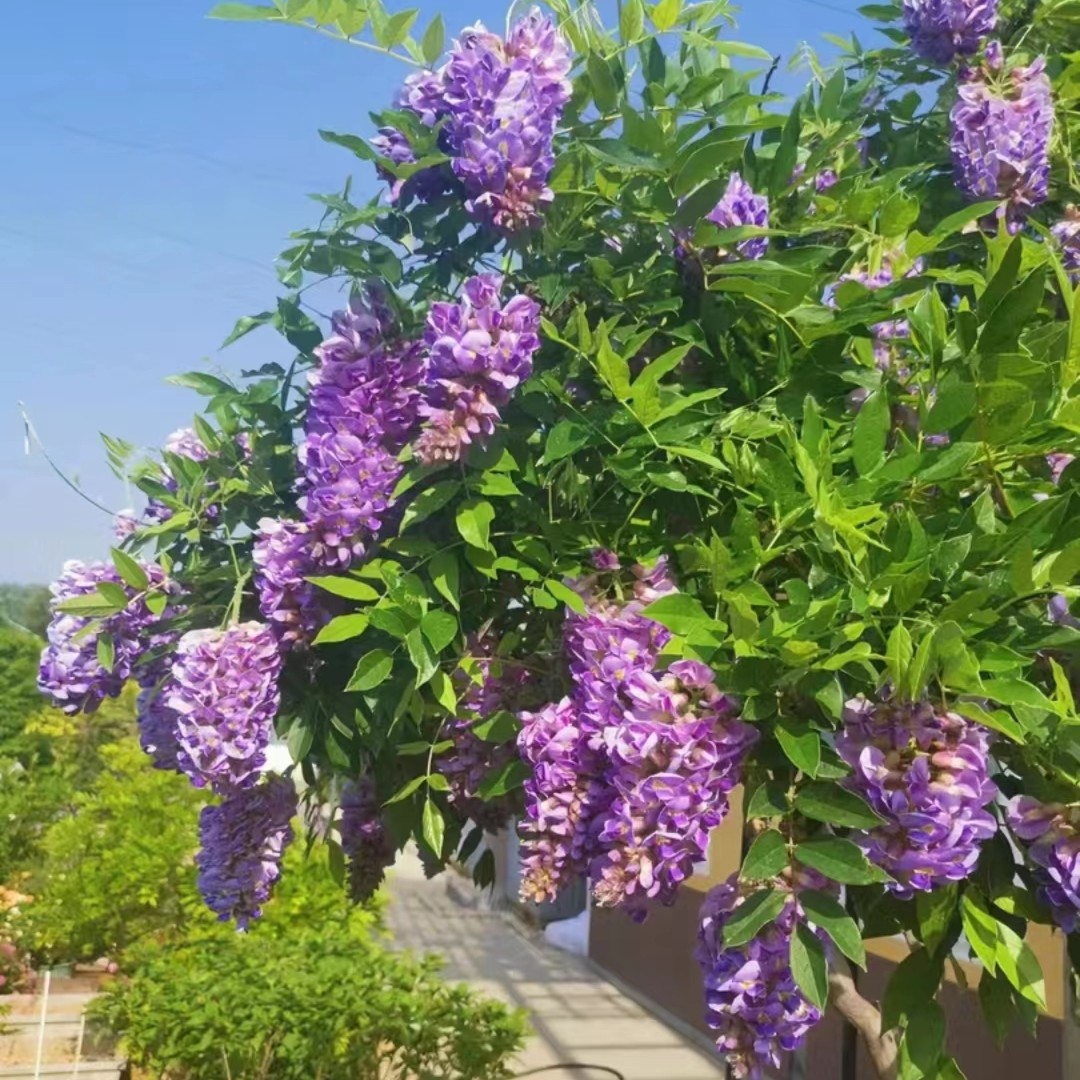 【 欧美系】多季节开花紫水晶蓝月亮嫁接苗当年爬藤包对版