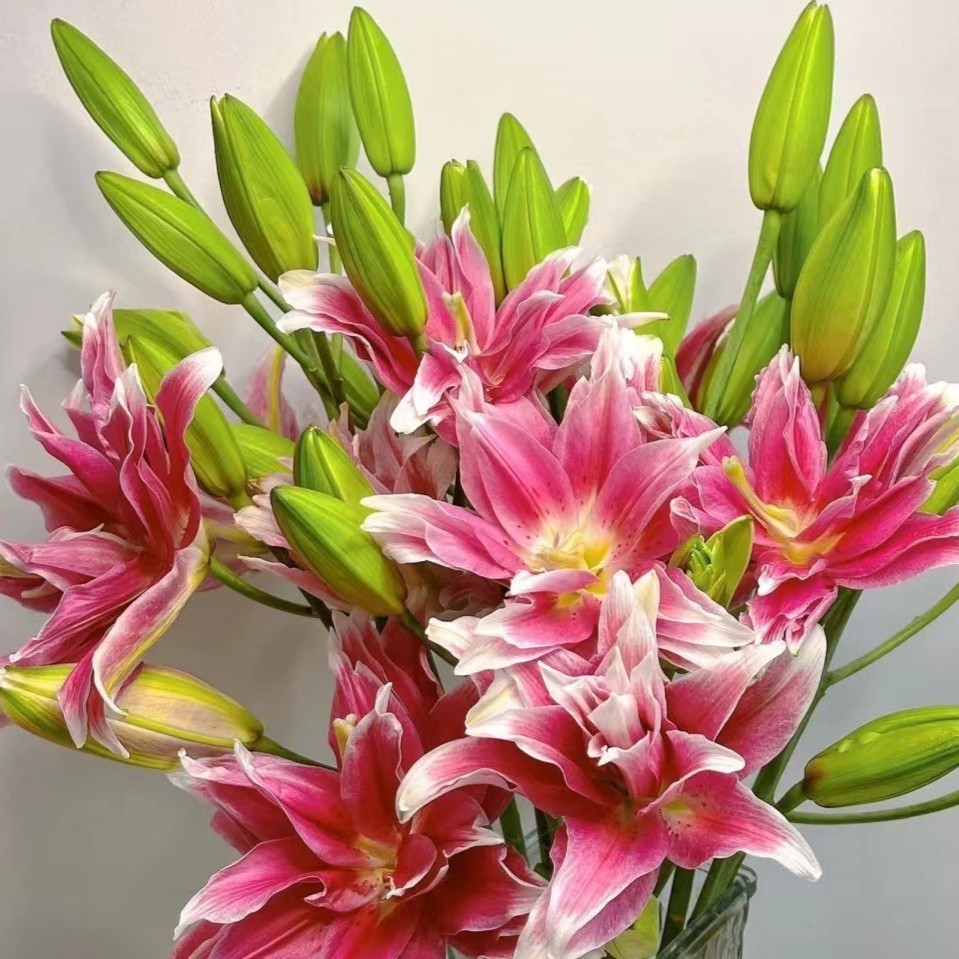 【如熙臻品】多头达林达 --  重瓣百合