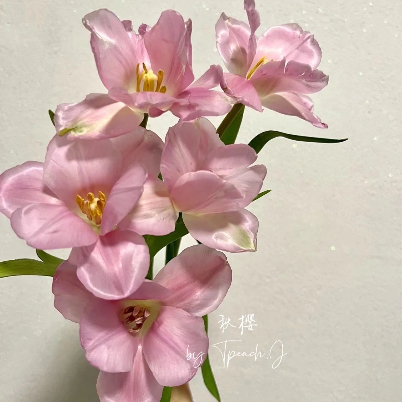 【如熙臻品】秋樱 ---  郁金香（注意：冻坏不赔哦！）