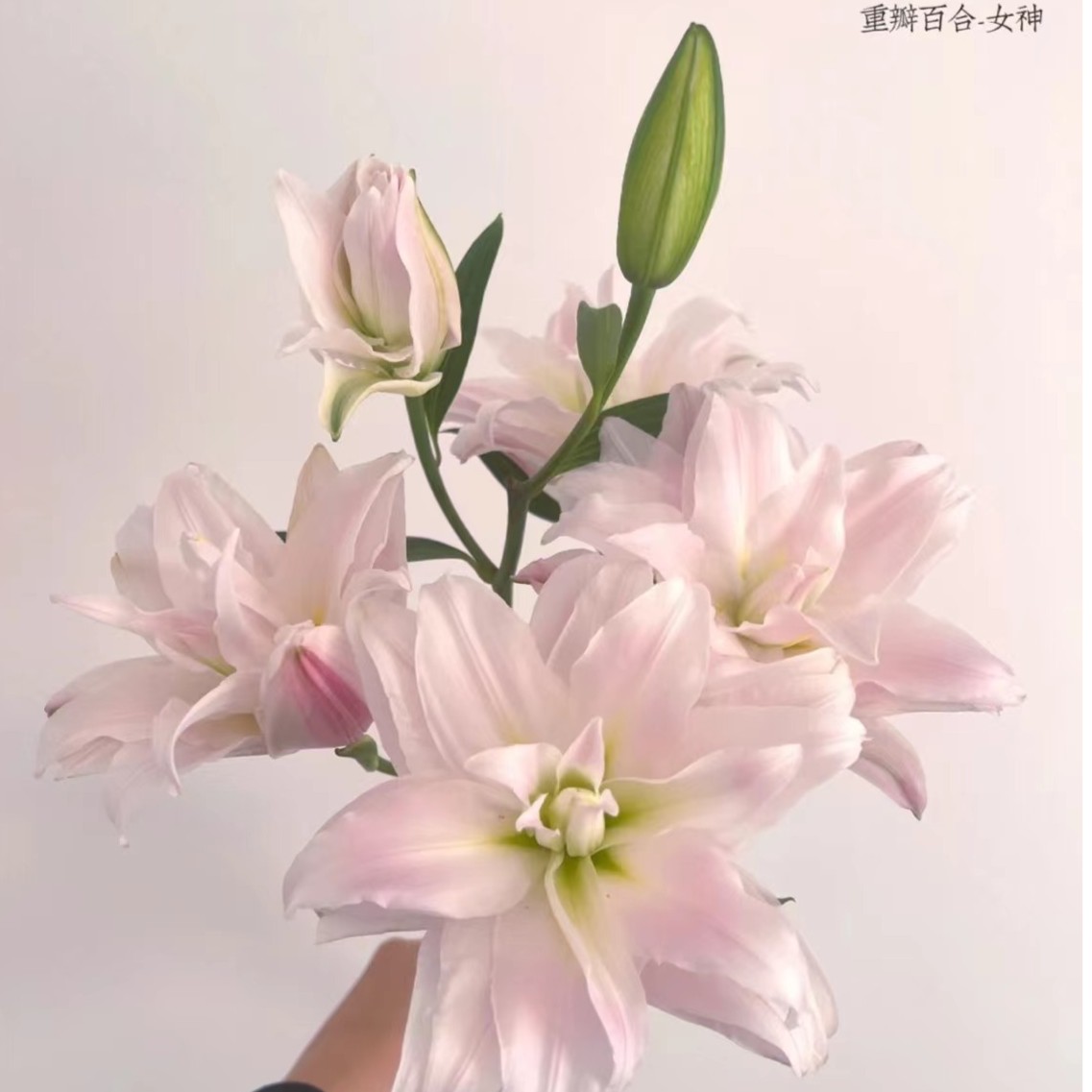 【如熙臻品】AA多头女神 -重瓣百合