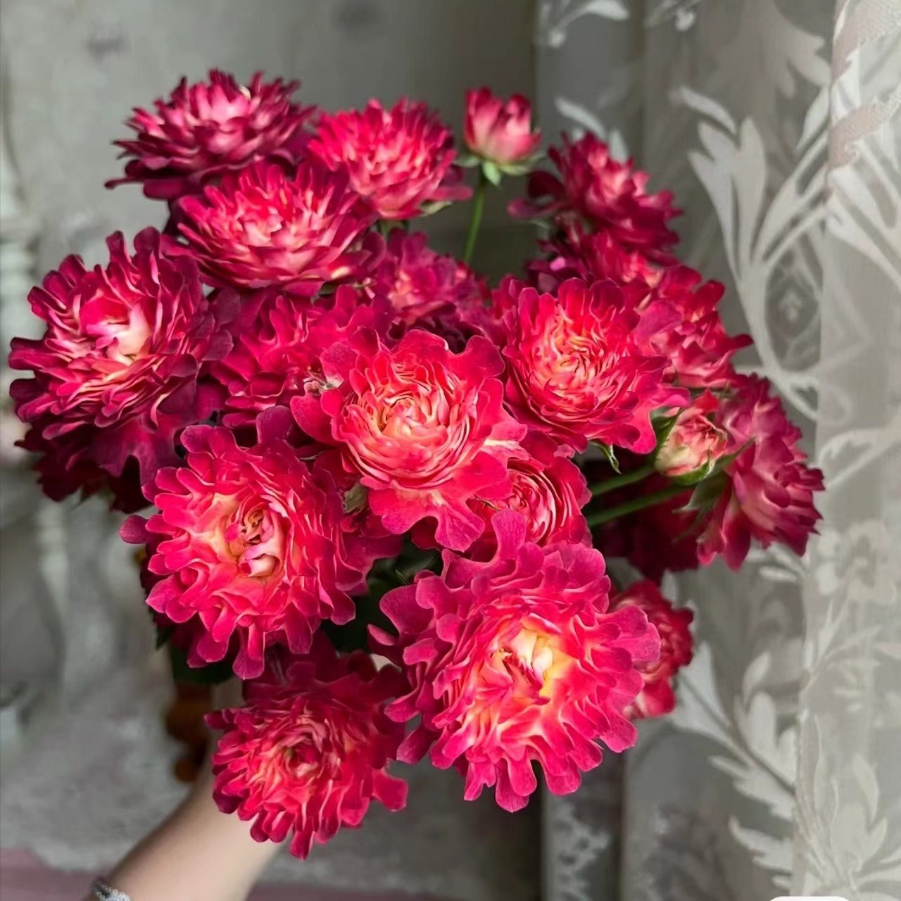 【如熙臻品】红华美   稀有多头玫瑰