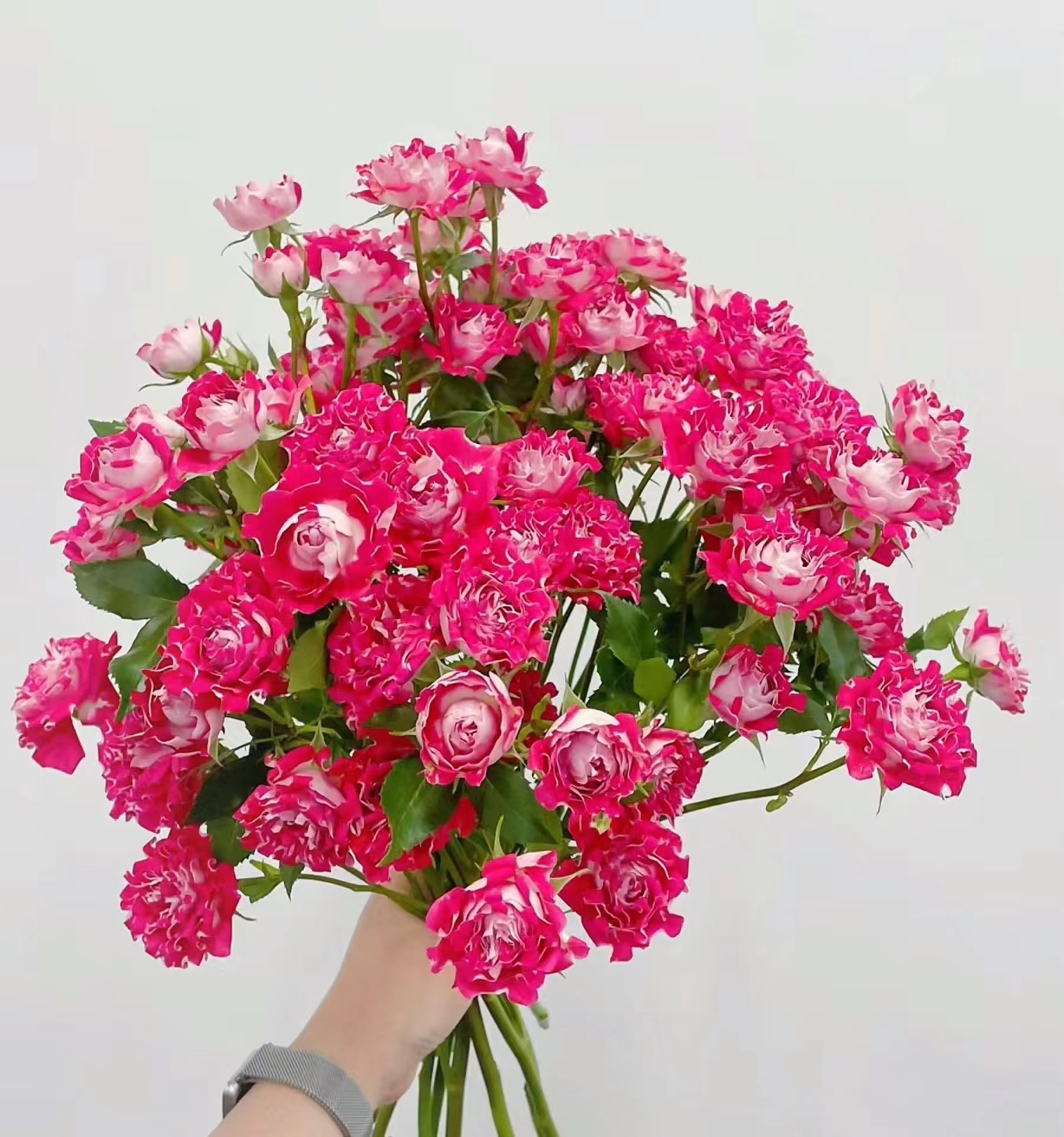 【如熙臻品】彩虹糖 -多头玫瑰（收到带包装醒花哦！）（注意：冻坏不赔