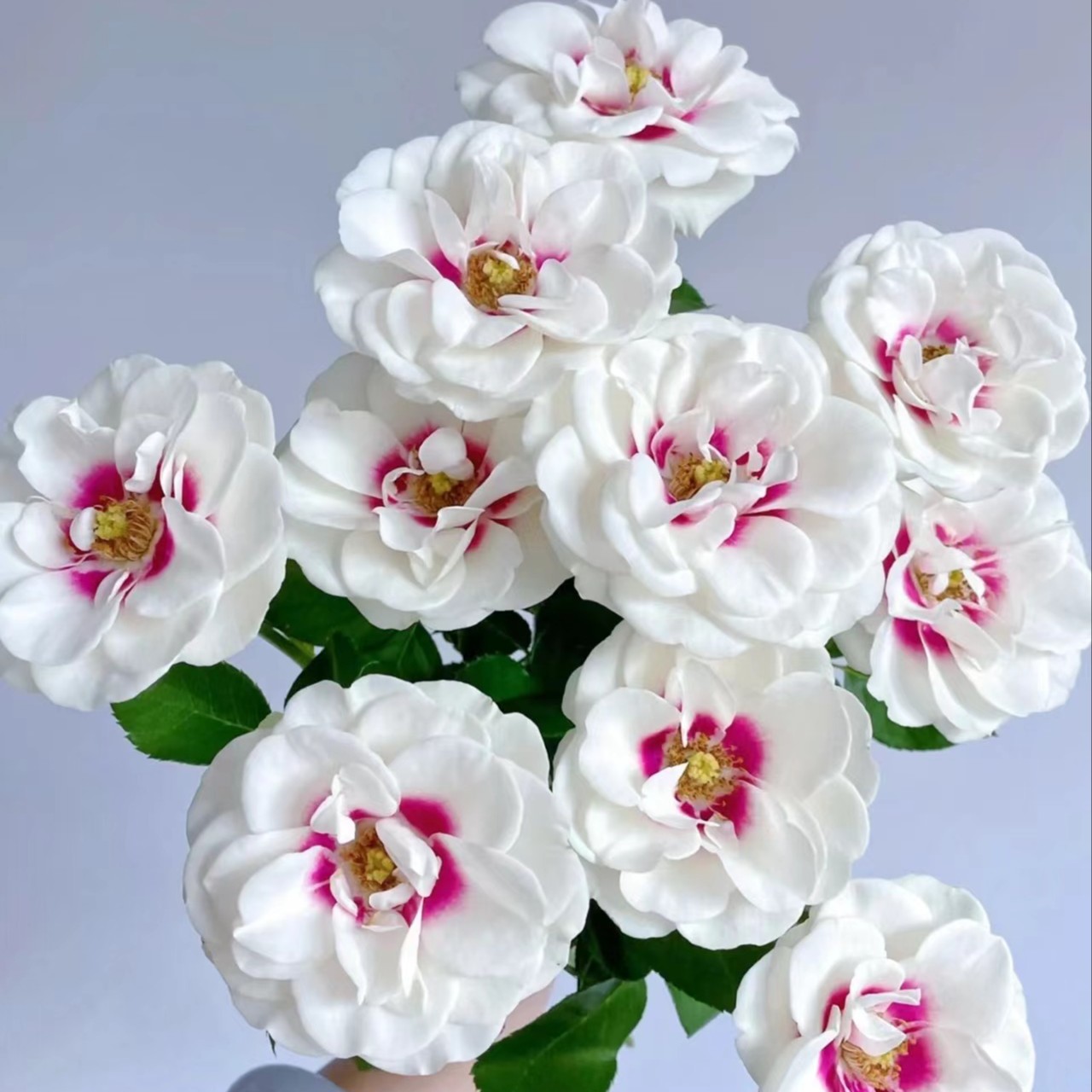 【如熙臻品】多头桥边之约 -稀有玫瑰（注意：特殊花材，一定记得带包