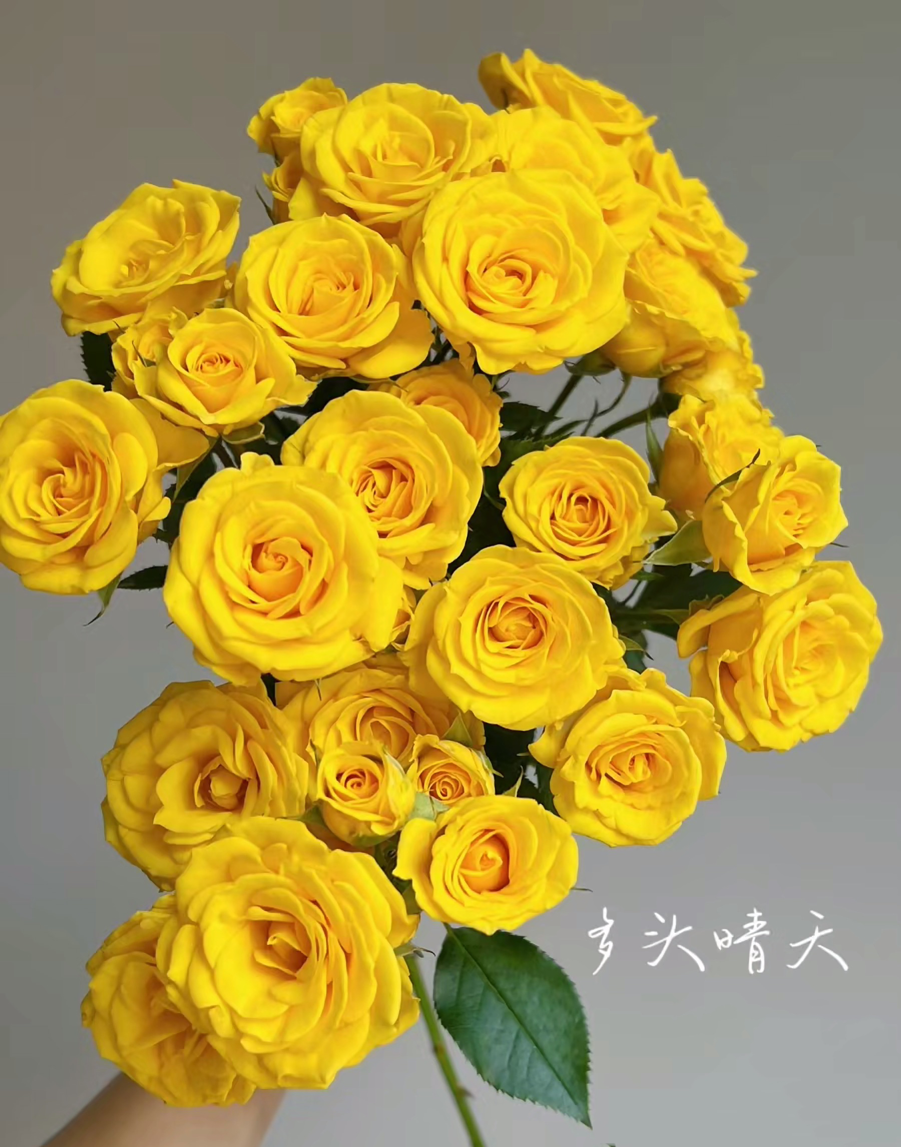 【如熙臻品】（20只）晴天 - 多头玫瑰（注意：小花头泡泡，介意慎拍）