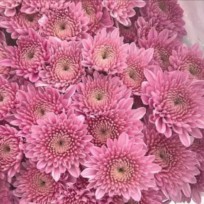 【如熙臻品】卡明浅粉  - 小菊（实物具体颜色以直播间展示为准哦！）