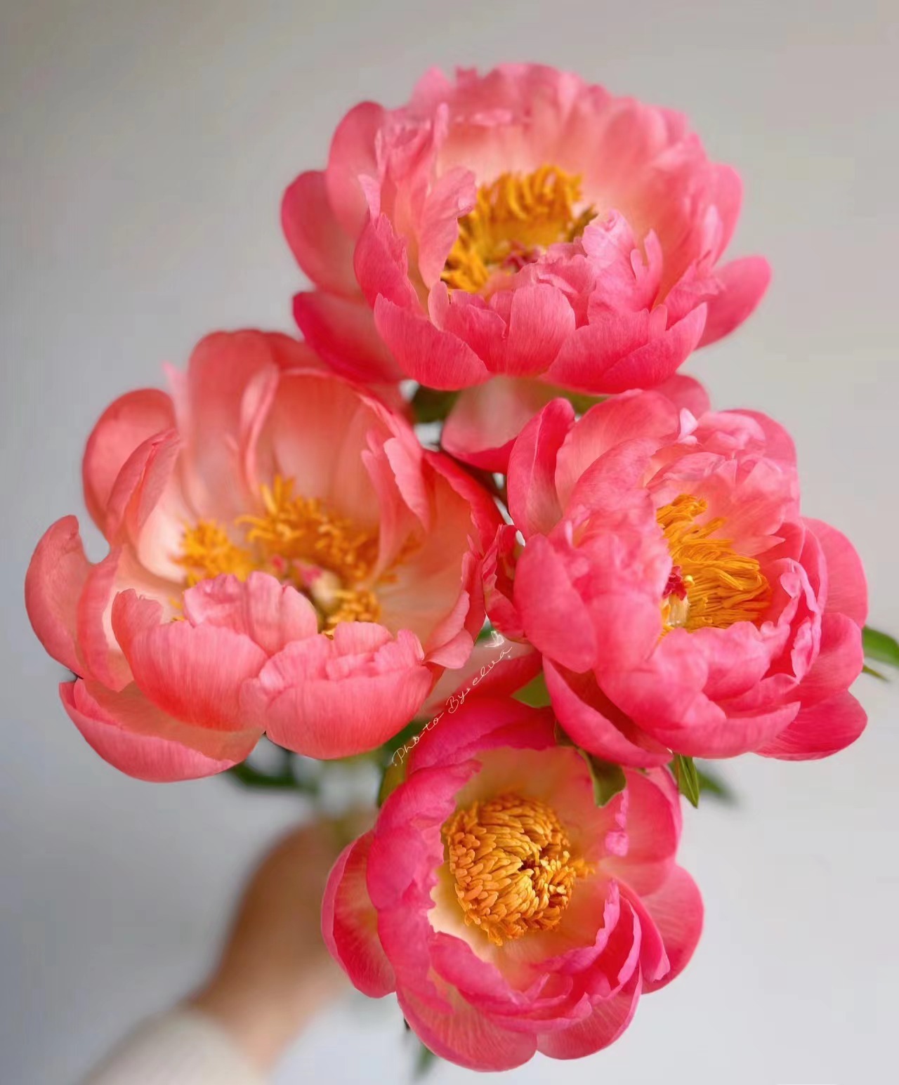 【如熙臻品】落日珊瑚 - 芍药