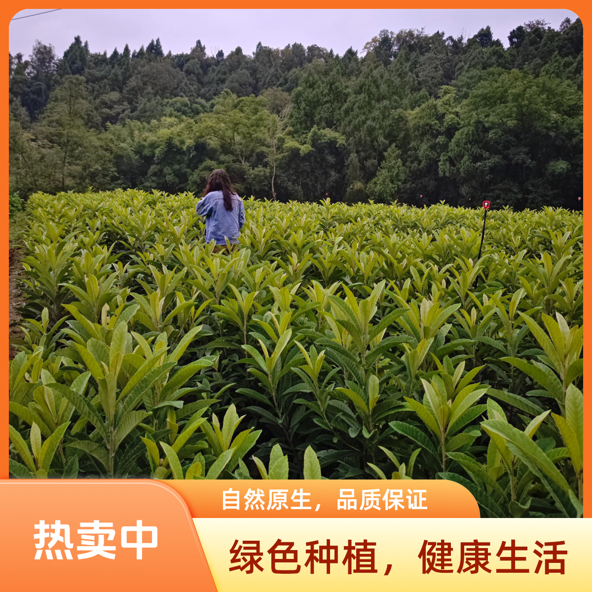 正宗龙泉大五星嫁接枇杷苗盆栽地栽果树苗南北方种植