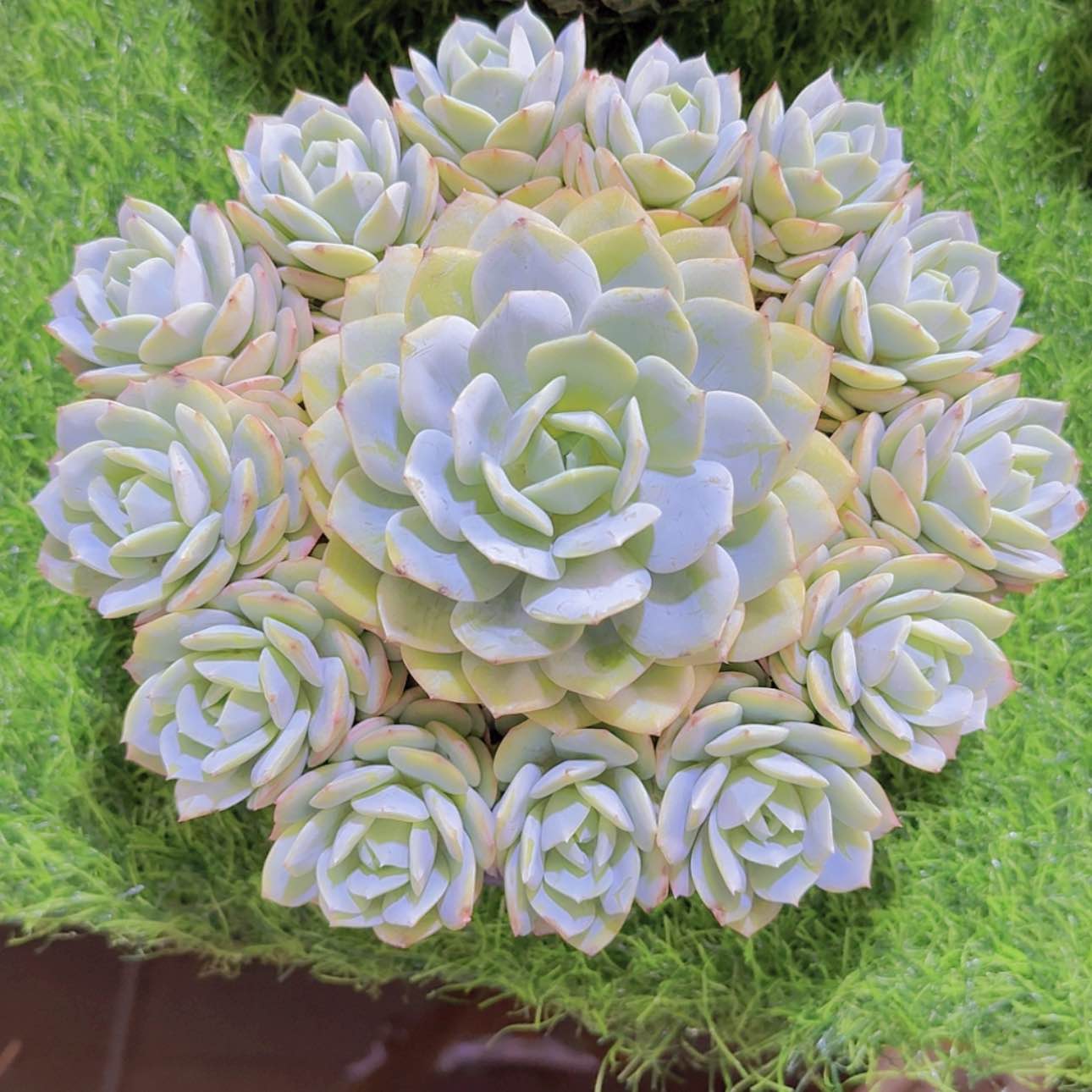 【闪购商品】恋曲捧花