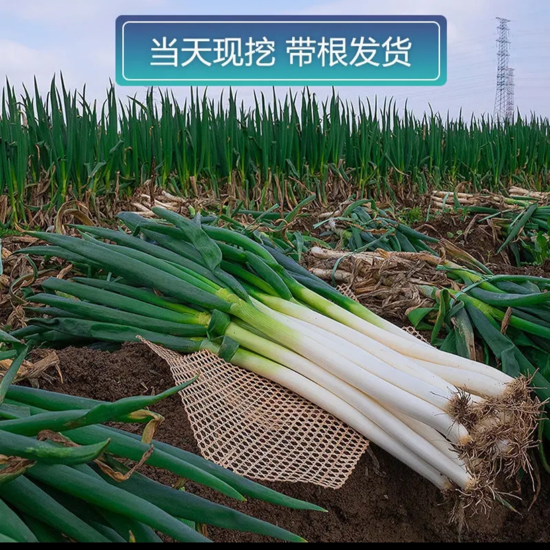东北大葱，今年新葱，斩头带根东北大葱5斤装