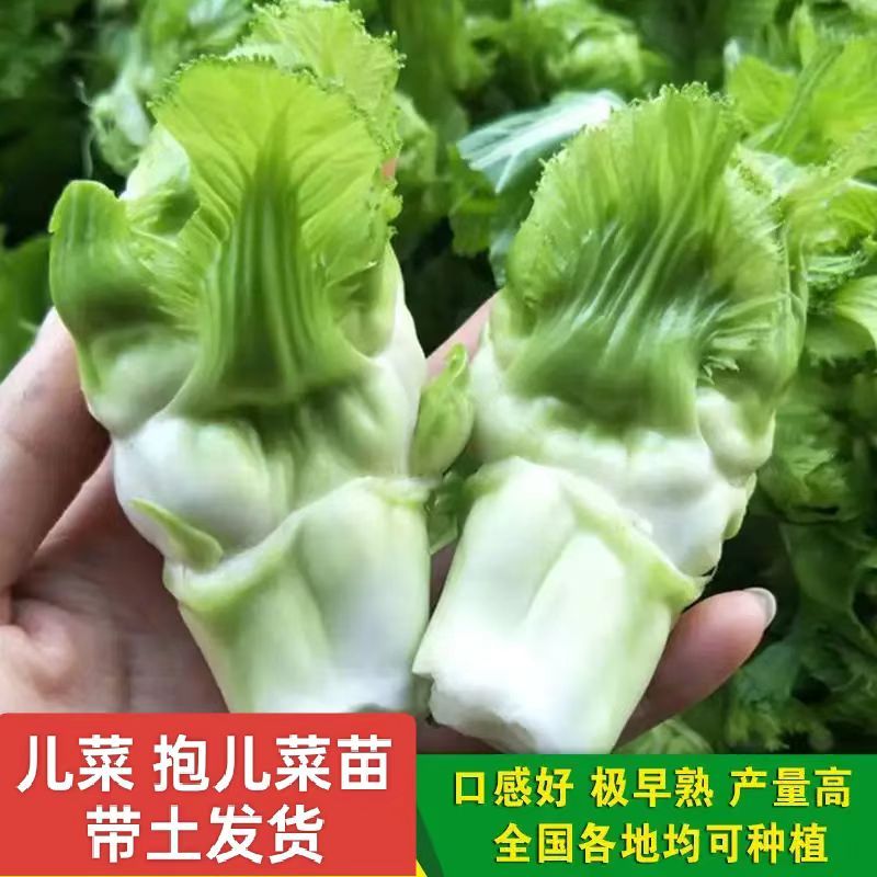 芥菜苗儿多种抱子芥四季蔬菜苗绿色高品质培养种植根系粗壮发育苗