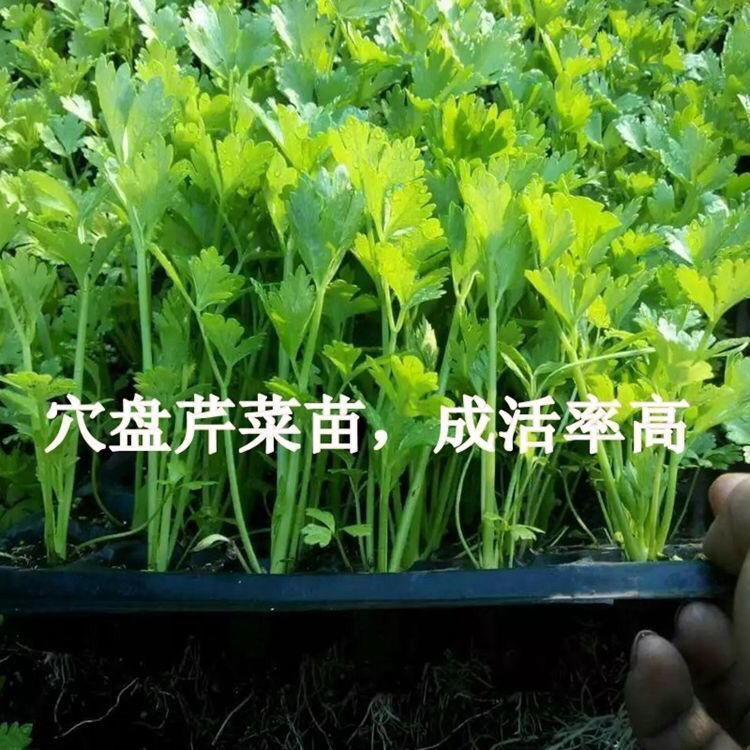 春秋季节育苗芹菜苗庭院阳台均可种植基地育苗根系发达
