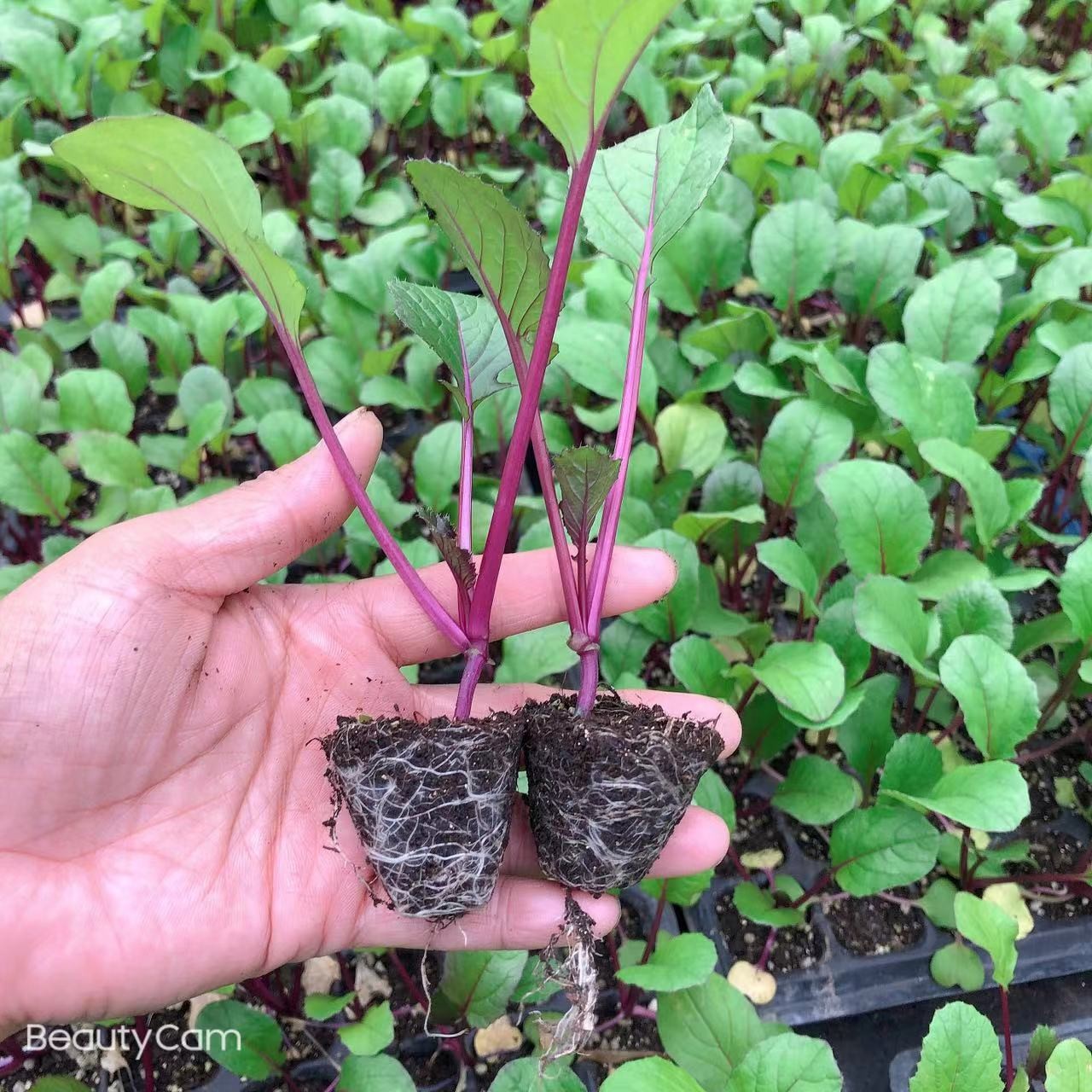 【九块九到手20棵】红菜苔幼苗专吃菜苔的蔬菜阳台盆栽地栽均可种植