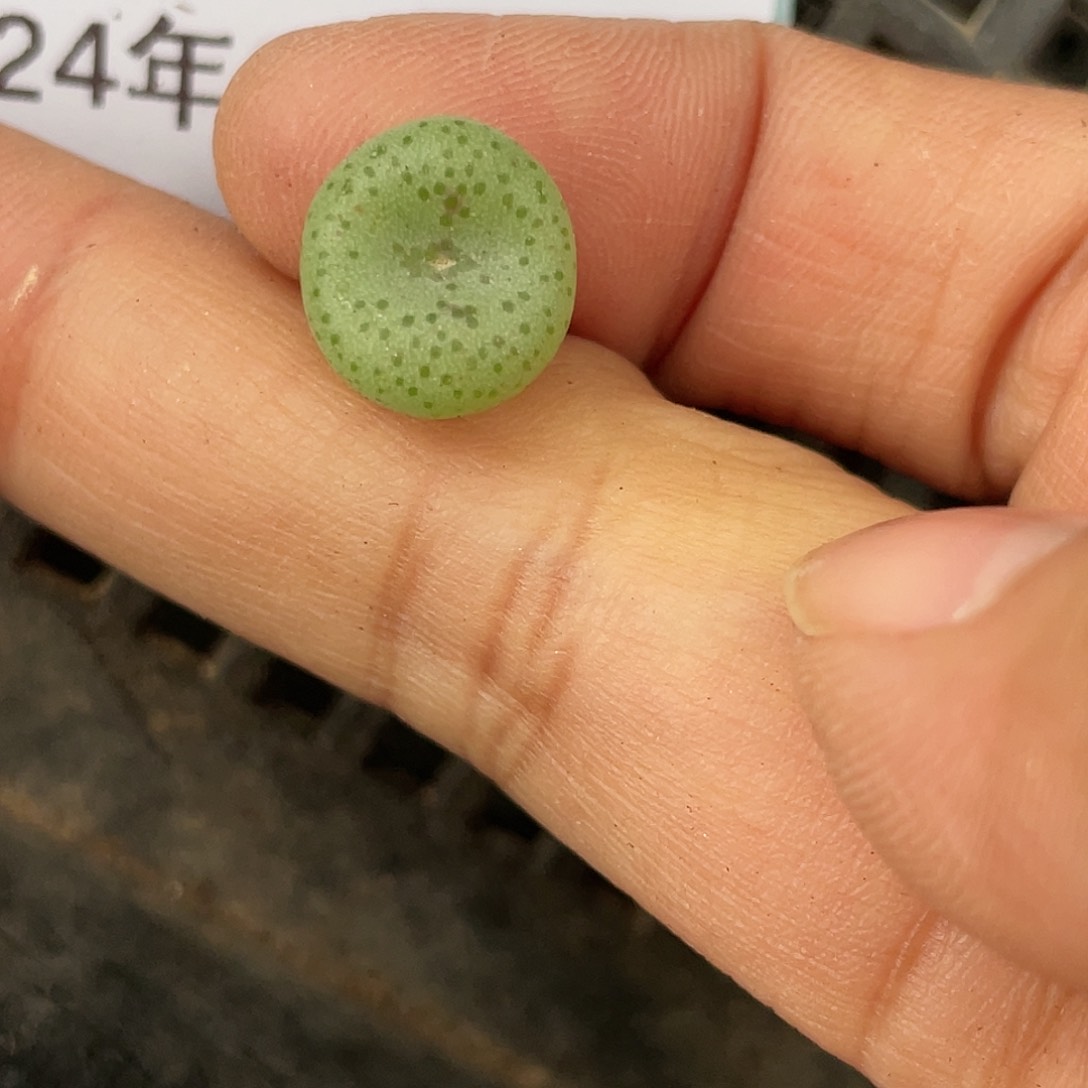 12-91时莱克多肉植物