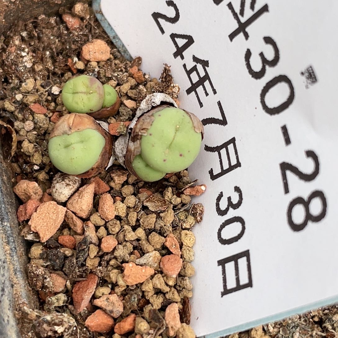 30-28嘴429多肉植物