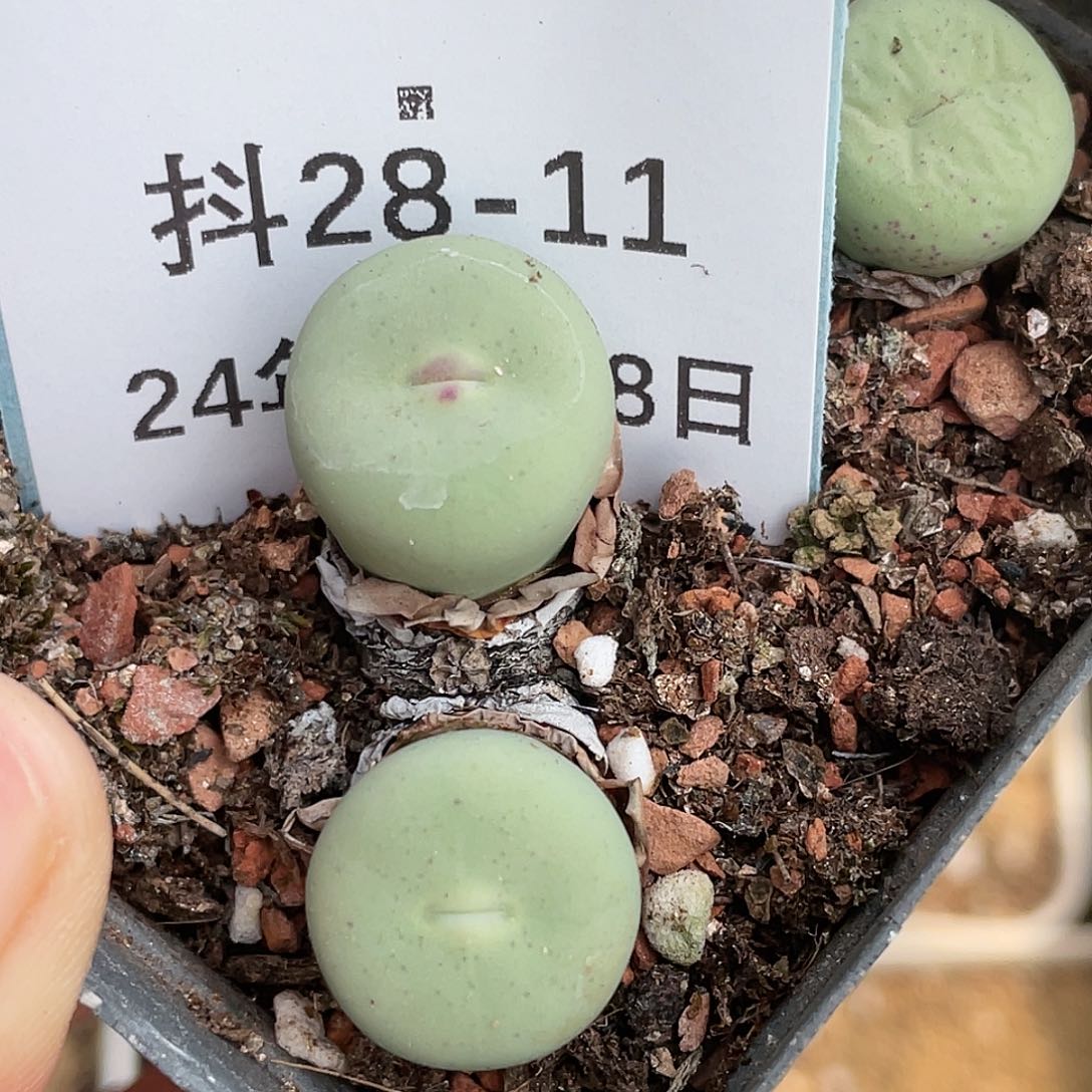 28-11巨型嘴肉锥