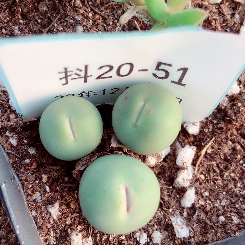 【闪购商品】20-51嘴