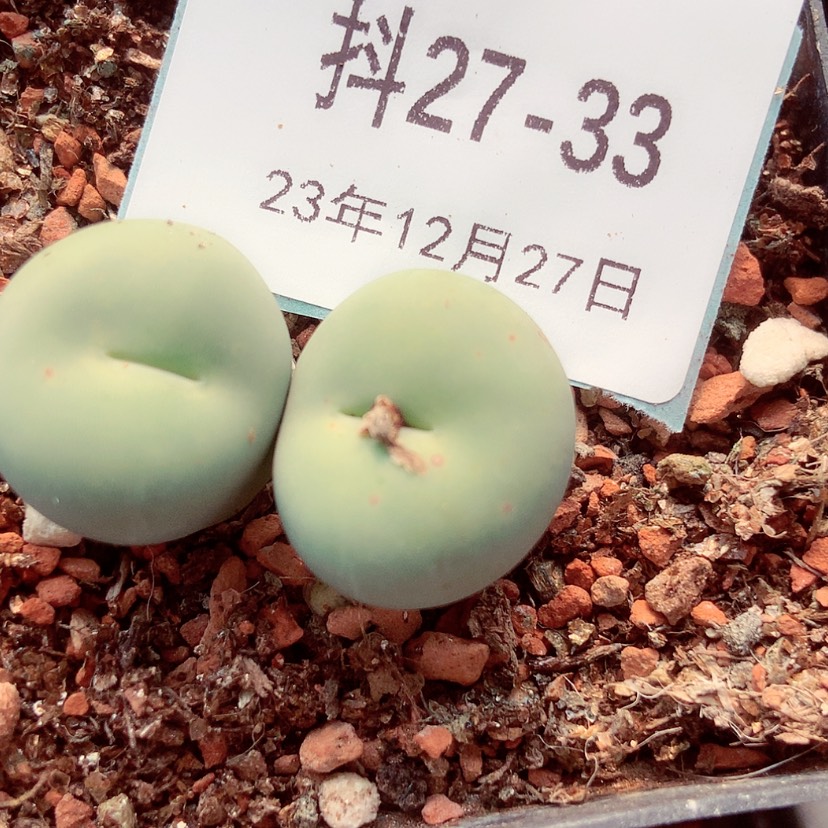 【闪购商品】27-33