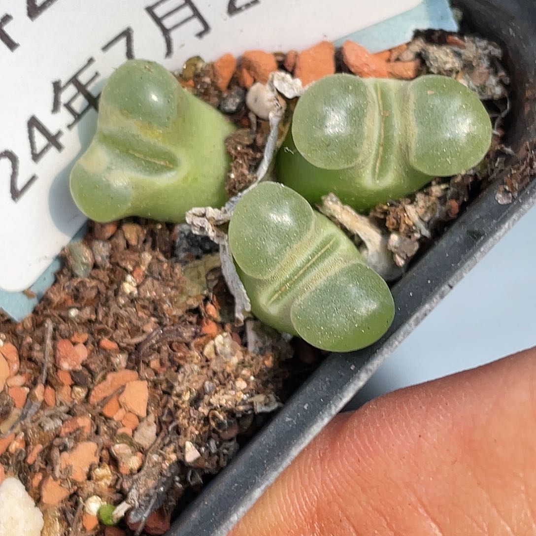 28-56磁铁多肉植物