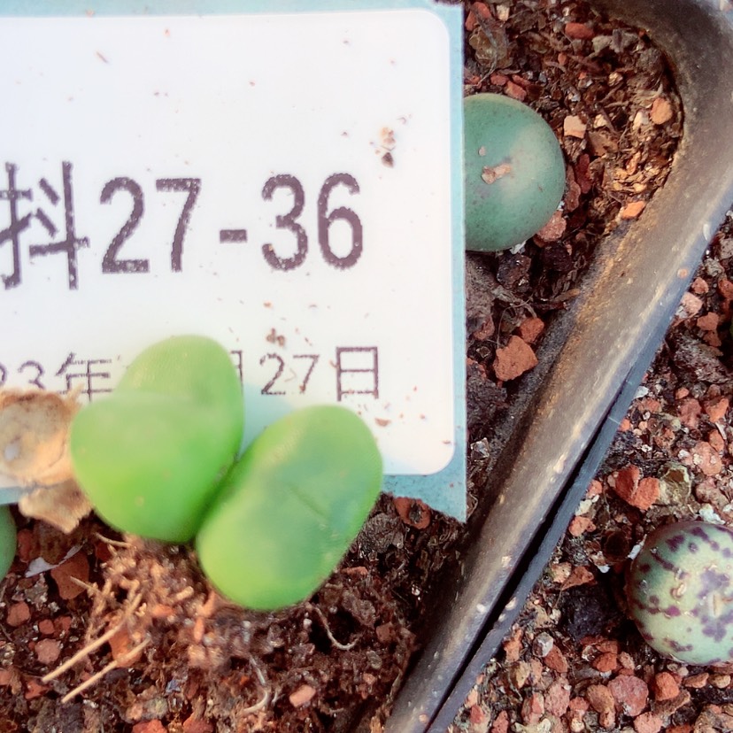 【闪购商品】沙****草27-36