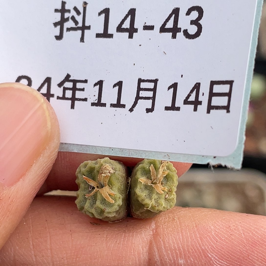 14-43超烧杂多肉植物