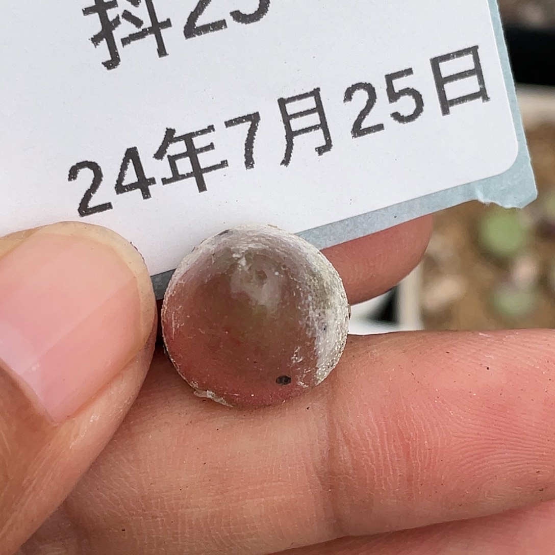 25-39灯泡清晰园艺肉锥