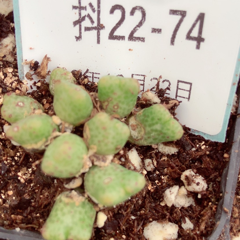 【闪购商品】22-74鹿角