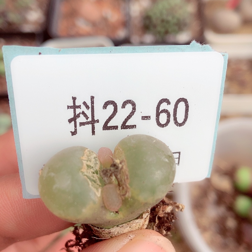 【闪购商品】半****粉22-60