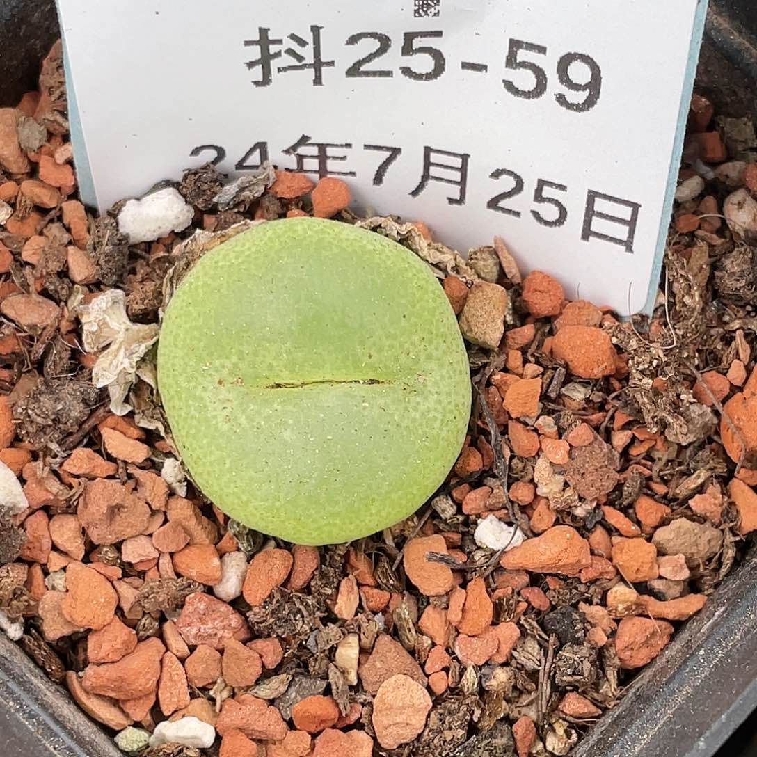 25-59翠光清晰园艺肉锥