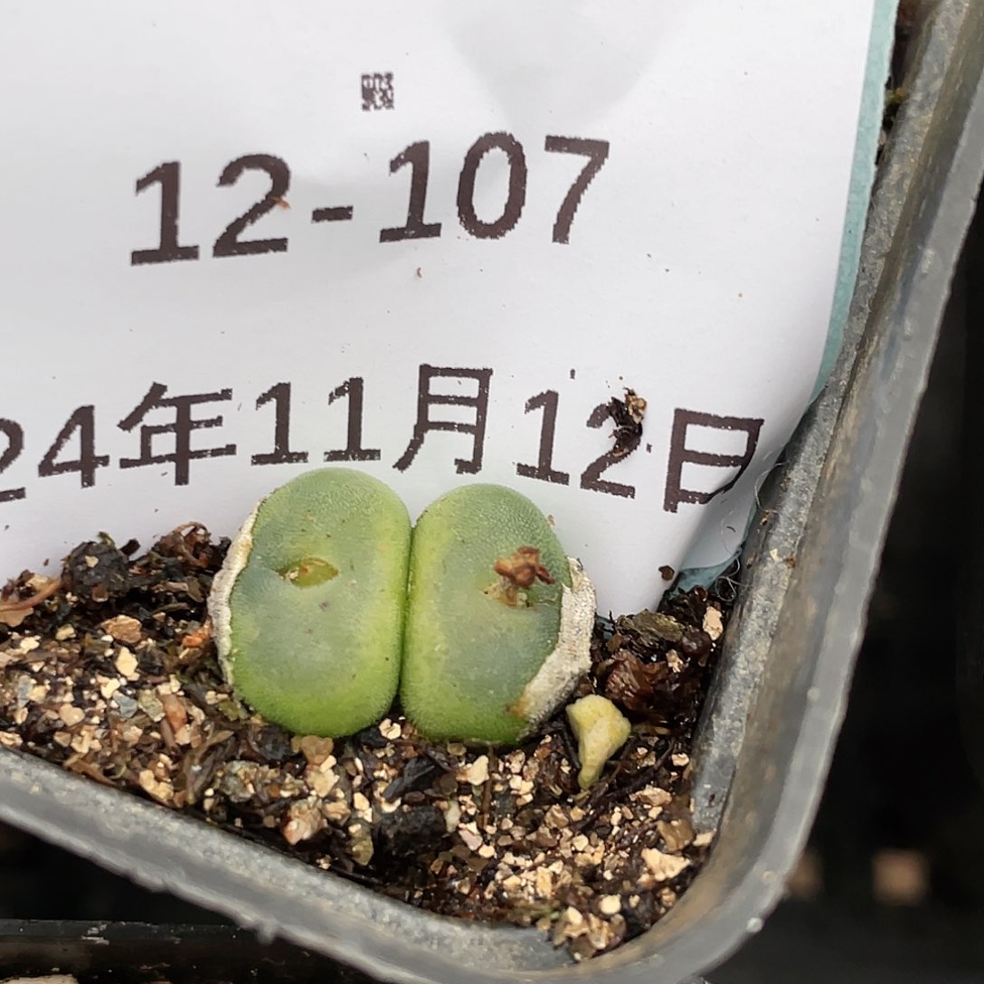 12-107水晶鞋多肉植物