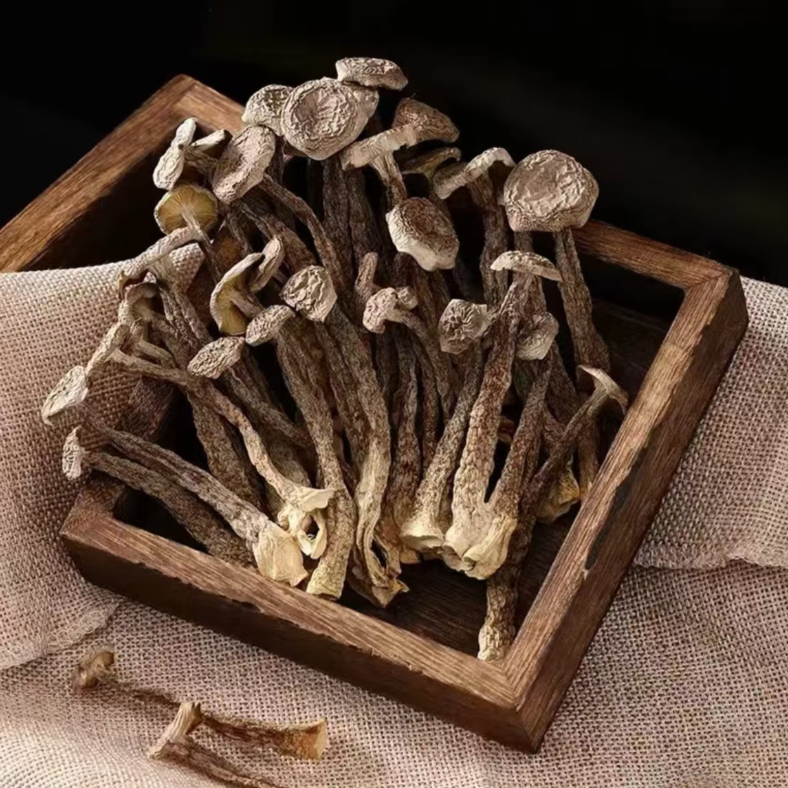 精选  鹿茸菇（大自然的馈赠）巨鲜美