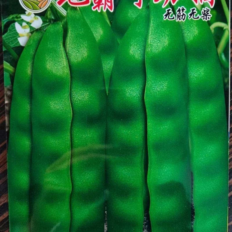 东北地油豆地霸、超早40,矮生泰国架豆种子,早熟不搭架油豆。