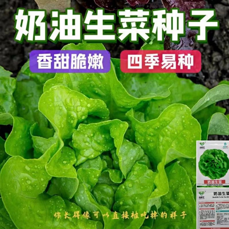 奶油生菜种籽四季播种生菜种子阳台庭院盆栽种植秋冬蔬菜种子