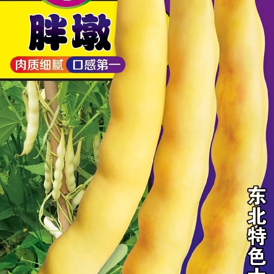 胖墩面豆种子无筋无柴香面豆角种子