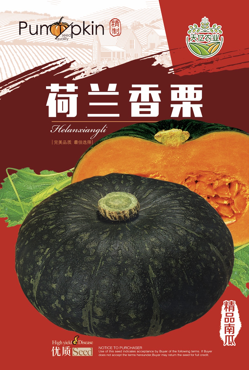 荷兰香栗南瓜甜面好吃座瓜多好种植