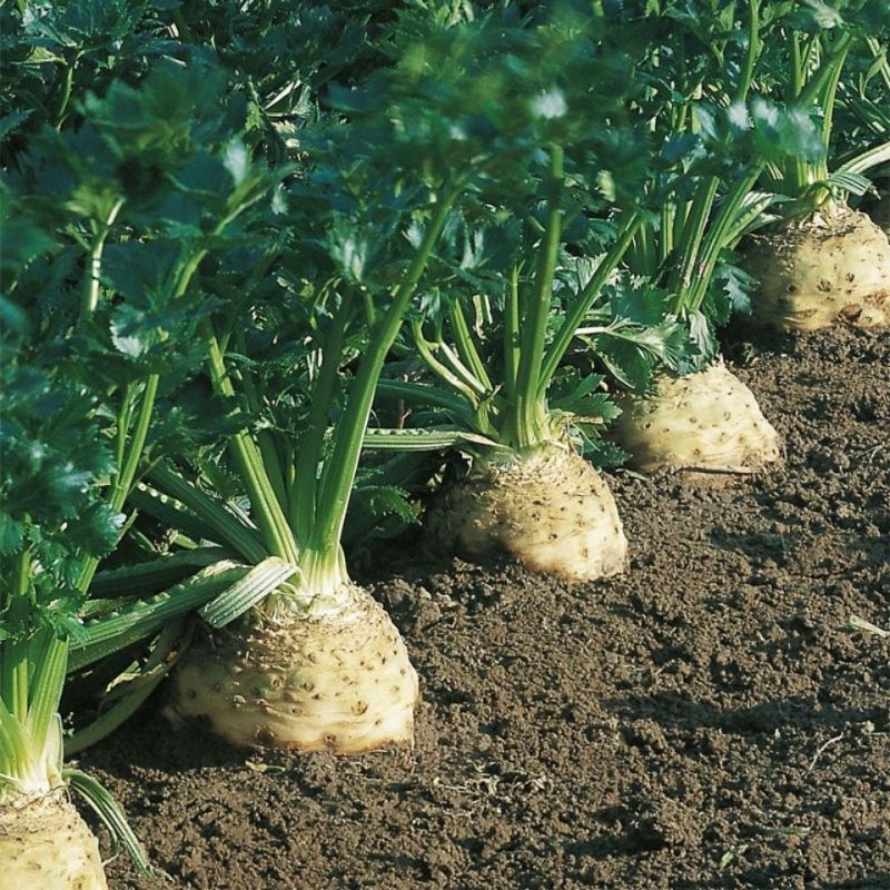 南极星地中海根芹种籽脆嫩爽口味道鲜美春秋盆栽地栽根芹蔬菜种子