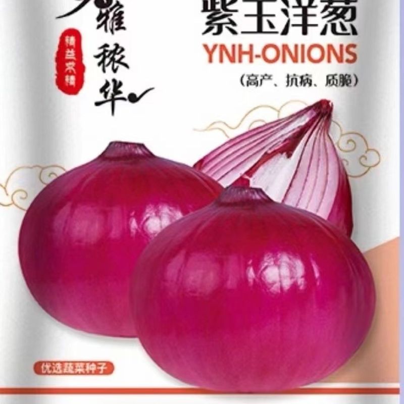 红皮洋葱种子特大秋季盆栽葱种圆葱扁圆耐寒高产紫色蔬菜种子大全