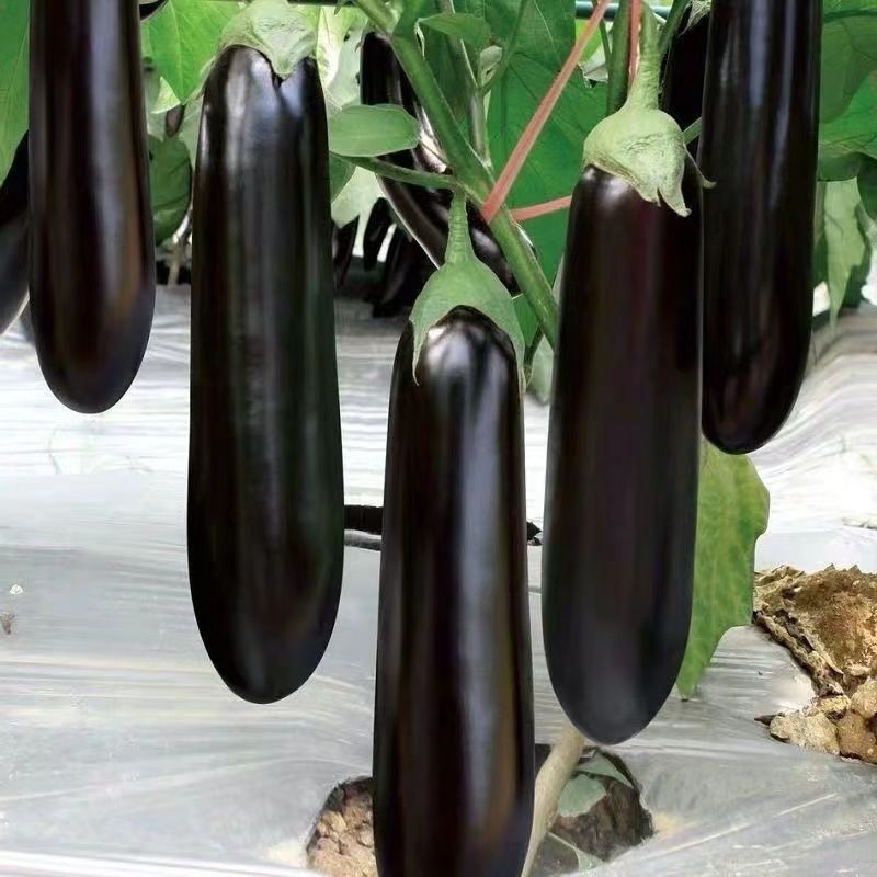 绿库烧烤茄籽种子四季绿裤黑紫茄子大田抗病高产菜苗批发秧苗种子