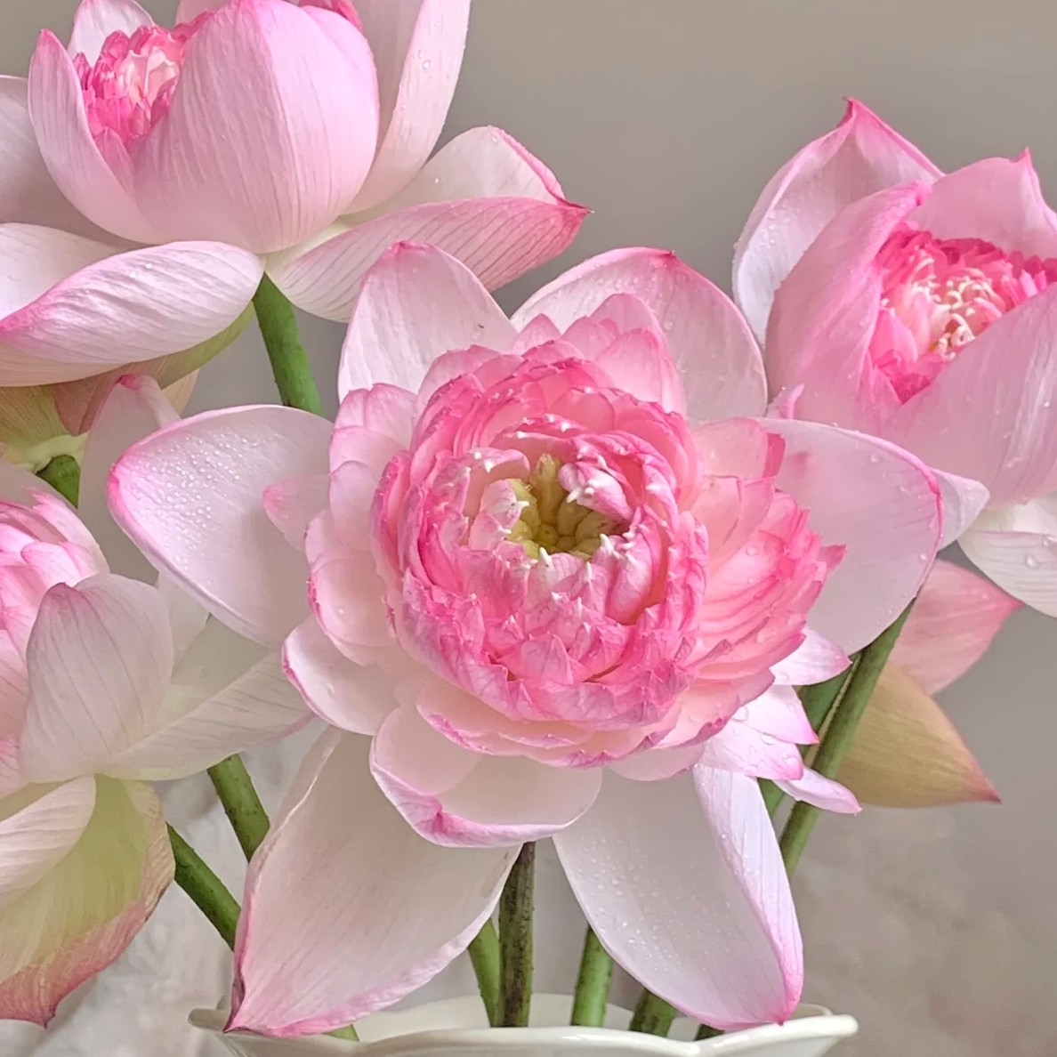 《花草》3单1运费/花期长云南鲜花