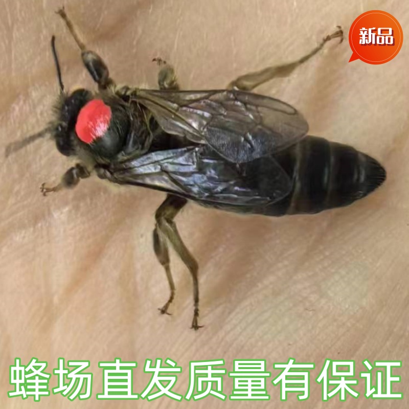 蜜蜂王中蜂蜂王阿坝王长白山处女王开产卵王王台交尾王精品蜂王笼