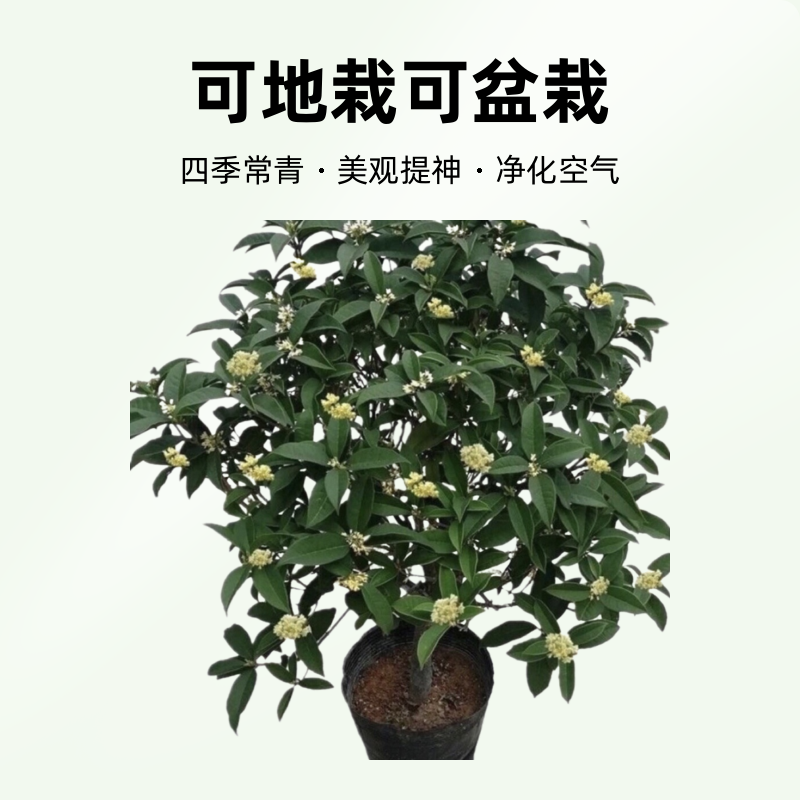 一物一拍四季桂花易活四季常青可地栽可盆景盆栽田园土均可种植