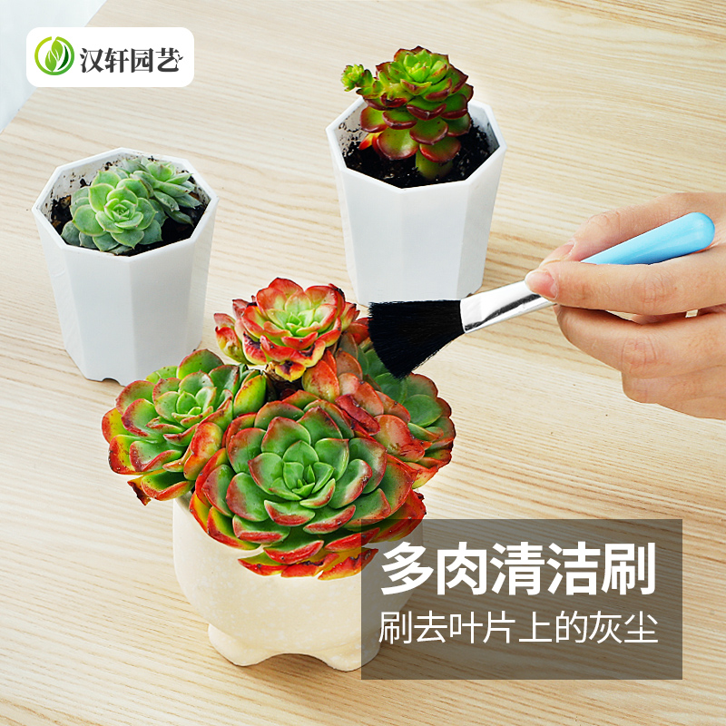 汉轩多肉专用刷多肉清洁套装毛刷植物叶片除灰尘植物工具软毛刷子