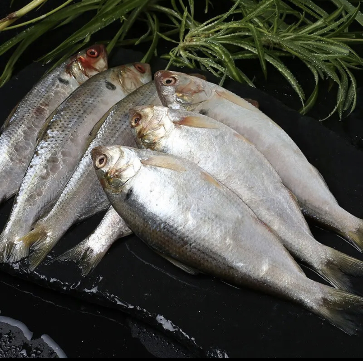 连云港发货 新鲜海捕黄鲫鱼6斤