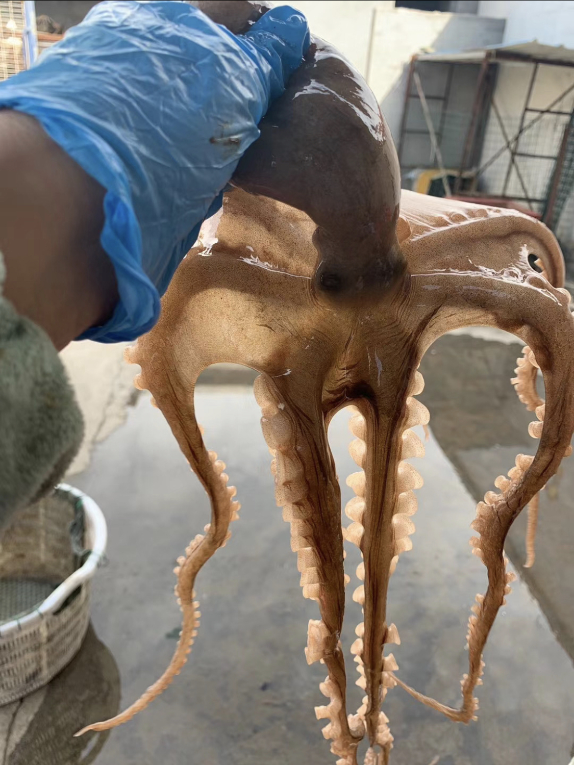 连云港发货 新鲜海捕八爪鱼 活鲜速冻发货5斤包邮