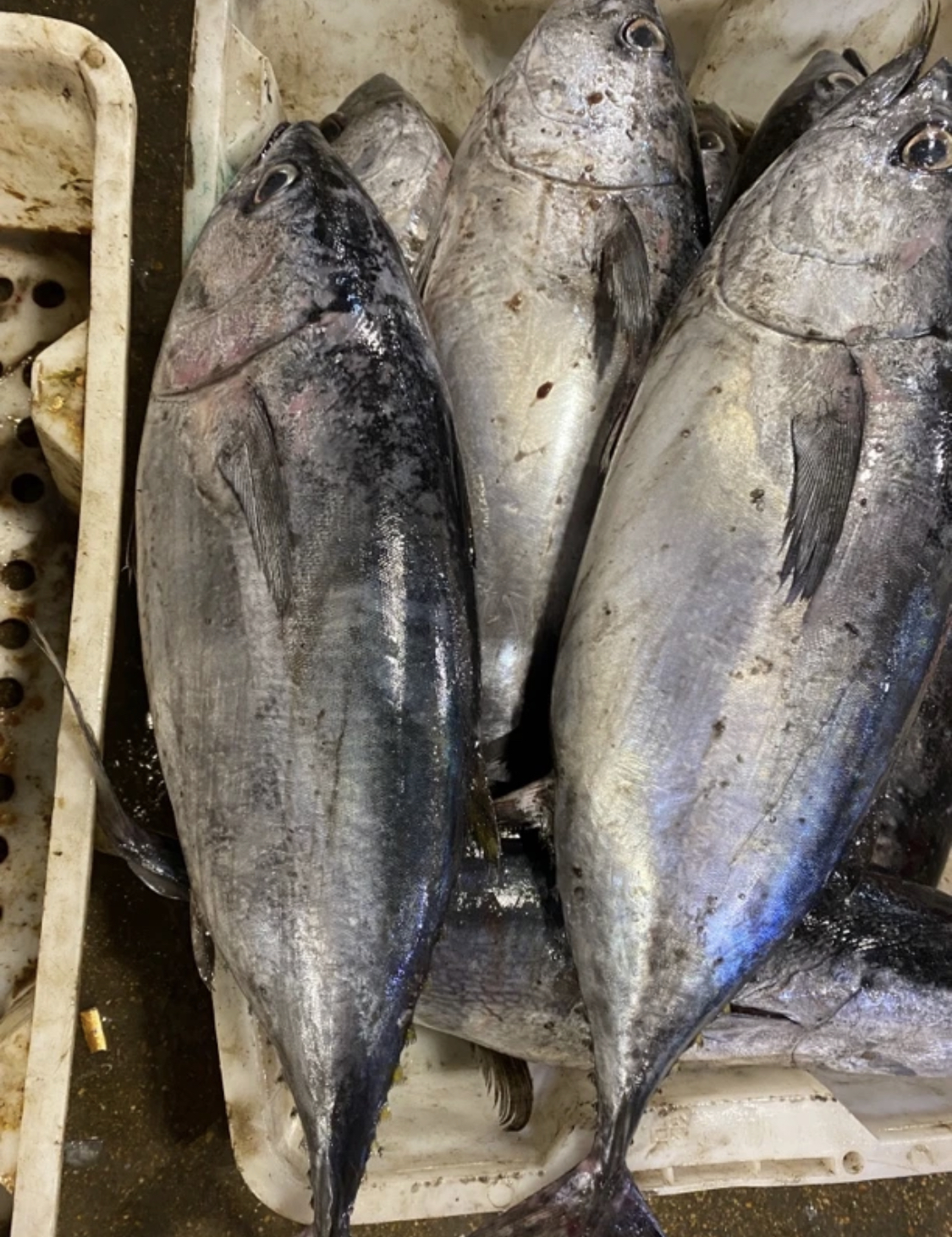 连云港发货大目蓝旗金枪鱼冰鲜发货