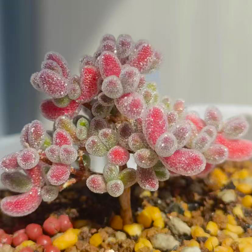 冰晶枝干番杏多肉植物