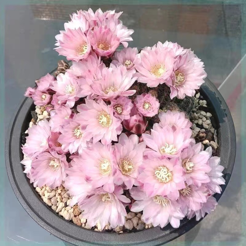 大号樱花罗星丸仙人球多肉植物