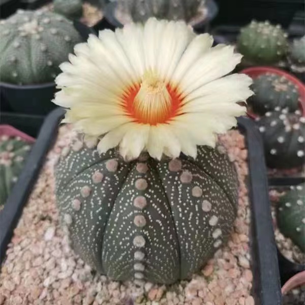 超兜仙人球多肉植物