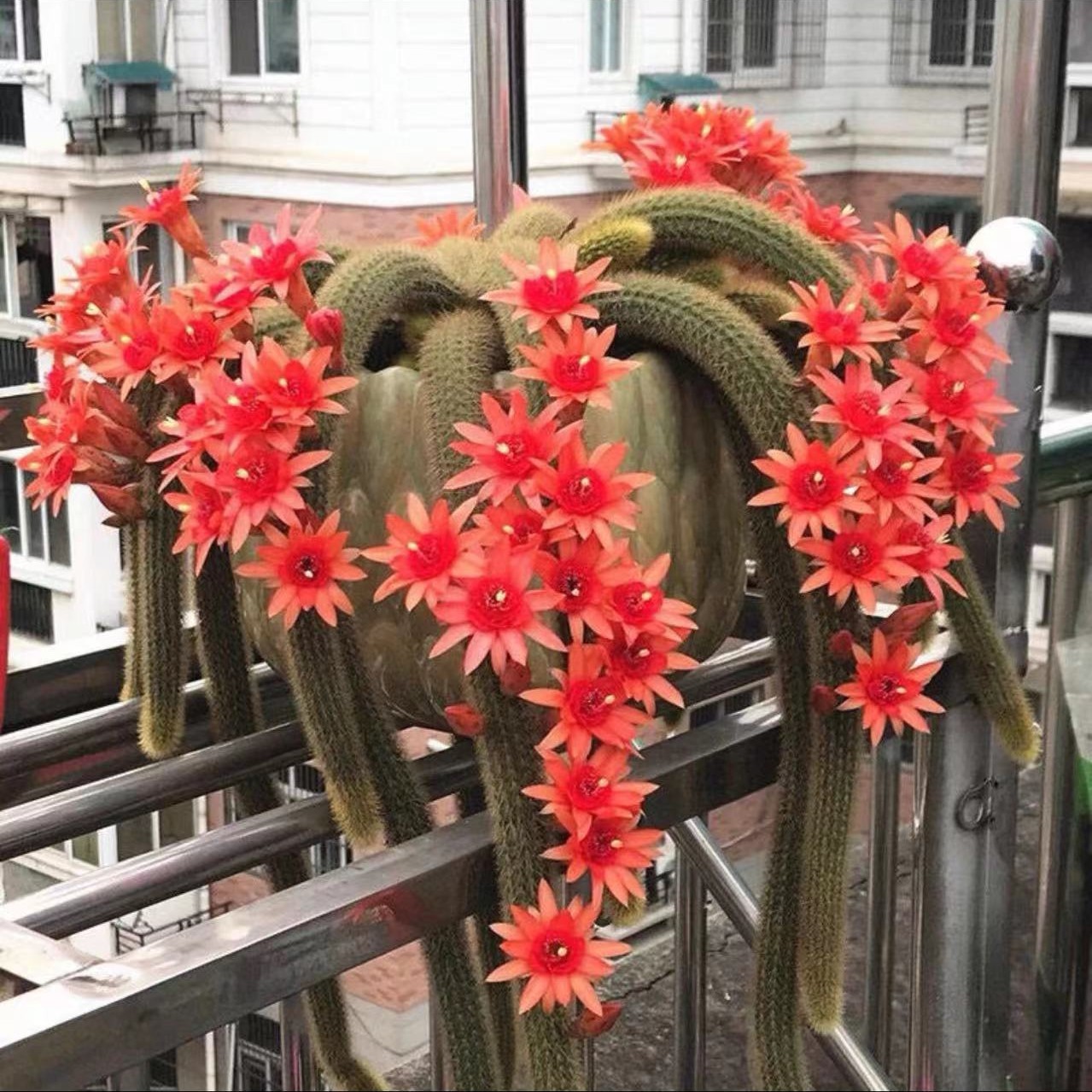 单头垂钓金妞仙人球多肉植物