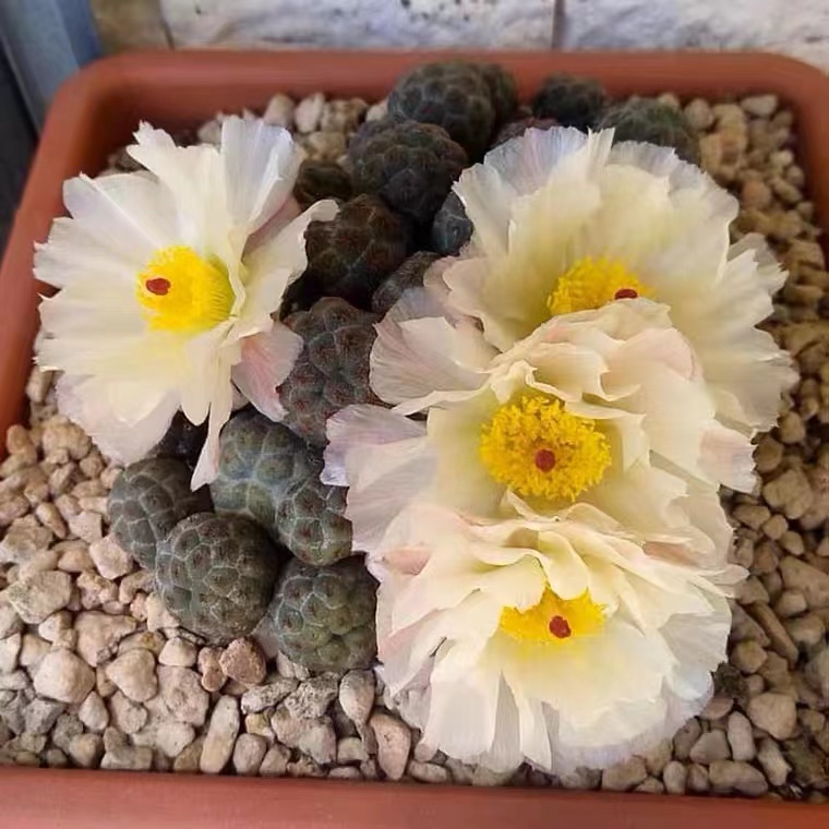 方盆足球团扇仙人球多肉植物