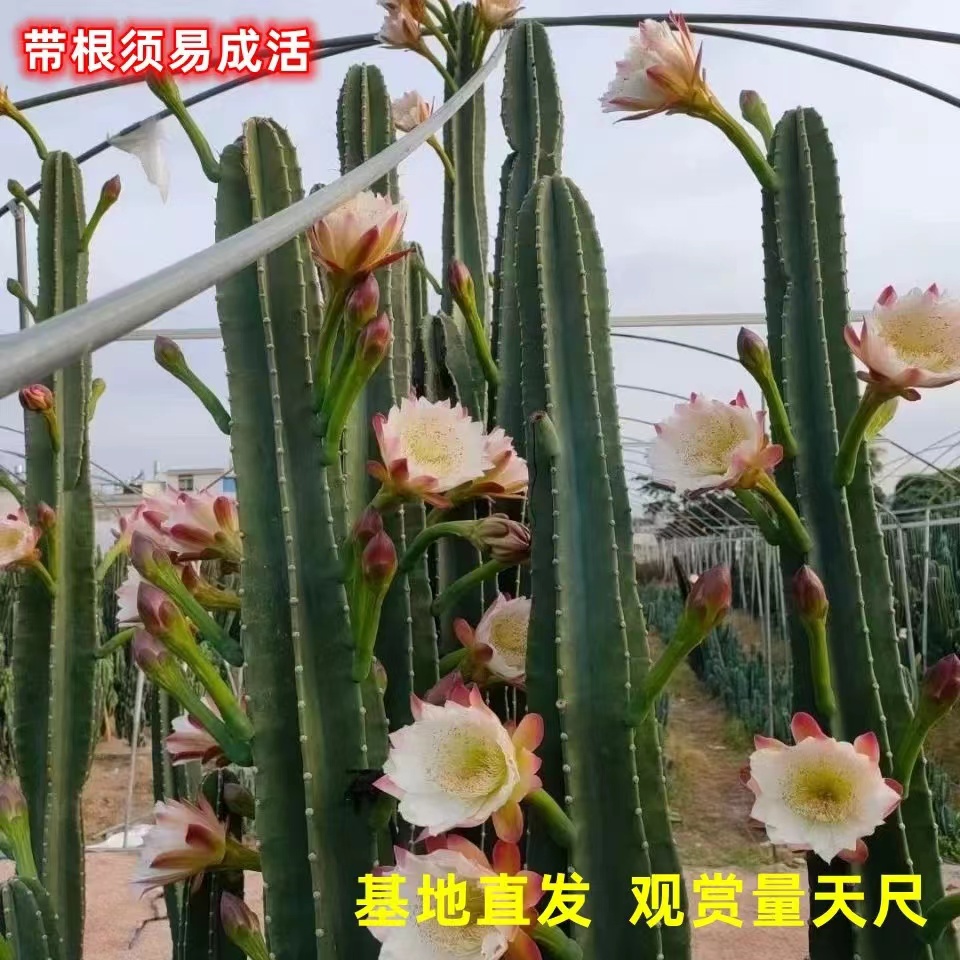 量天尺仙人球多肉植物